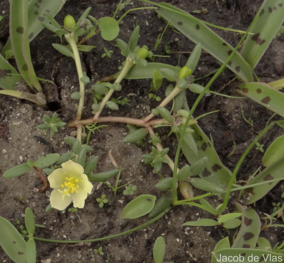 Portulaca tuberosa Roxb.
